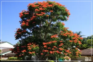 Para preservar as abelhas parlamentares aprovaram projeto do deputado distrital Roosevelt, que proíbe a produção de mudas, a distribuição e o plantio de árvore da espécie Spathodea campanulata no DF