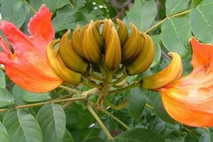 Para garantir a proteção das abelhas, deputado Roosevelt apresenta projeto que proíbe plantação da árvore “xixi-de-macaco” no DF