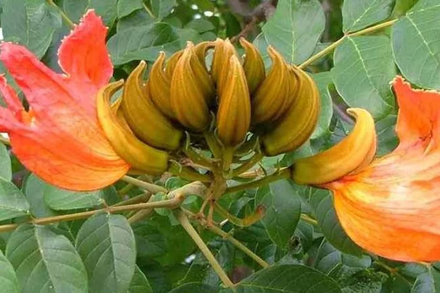 Para garantir a proteção das abelhas, deputado Roosevelt apresenta projeto que proíbe plantação da árvore “xixi-de-macaco” no DF